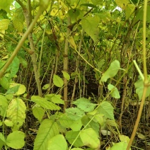 【精品】东北刺嫩芽一年苗，苗圃直售，量大从优，低价出售！