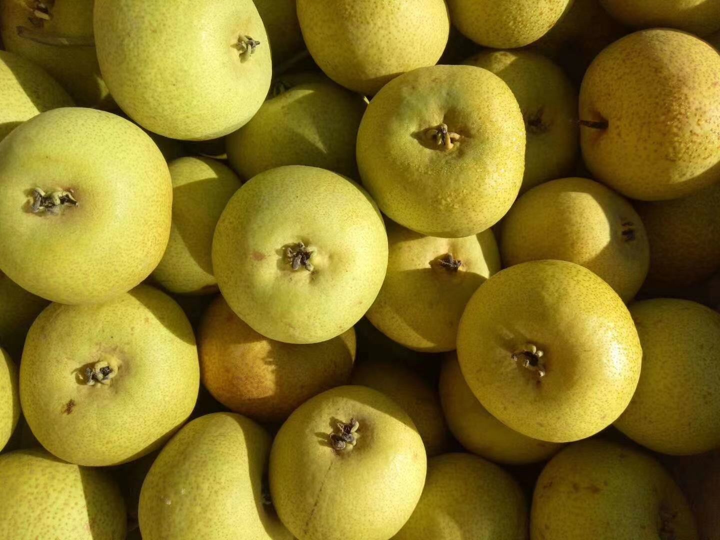 酸枝梨特写图片