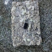八爪鱼