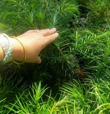 刺杉苗湖北刺杉苗刺杉苗基地直供