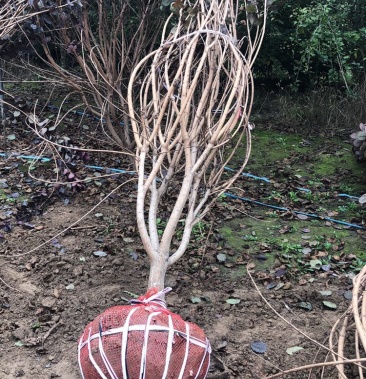 精品丛生中国红栌,高度,4米,冠幅,3米