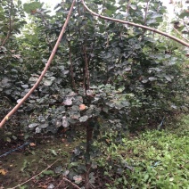 大量出售：丛生黄栌，高度，4米，冠幅3米，独杆黄栌。