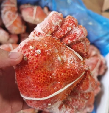 智利雪蟹 肉质肥美 全国各地可发货!