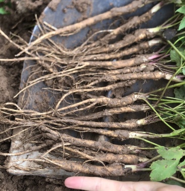 独活苗子肉独活种子肉独活苗子250万随时联系