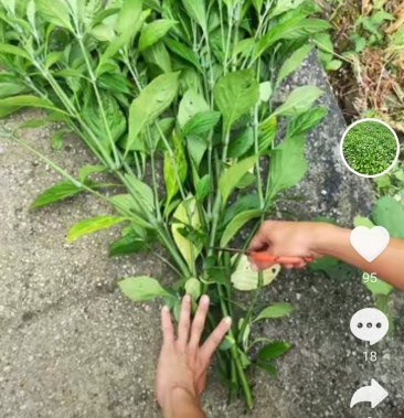 板蓝根叶板蓝根染料
