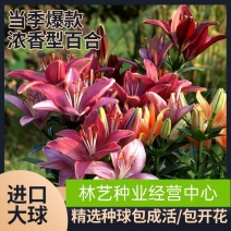 百合种球四季盆栽室内香亚洲百合花种球重瓣大球进口球根室外