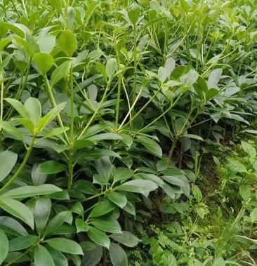 顺丰包邮广西藤县古龙大红八角树苗精选优良高矮化嫁接苗