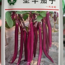 茄子种子
