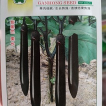 圣龙茄子种子，果肉细腻/生长势强/连续结果势强