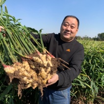 【优质】生姜大黄姜产地批发鲜姜代存货源充足