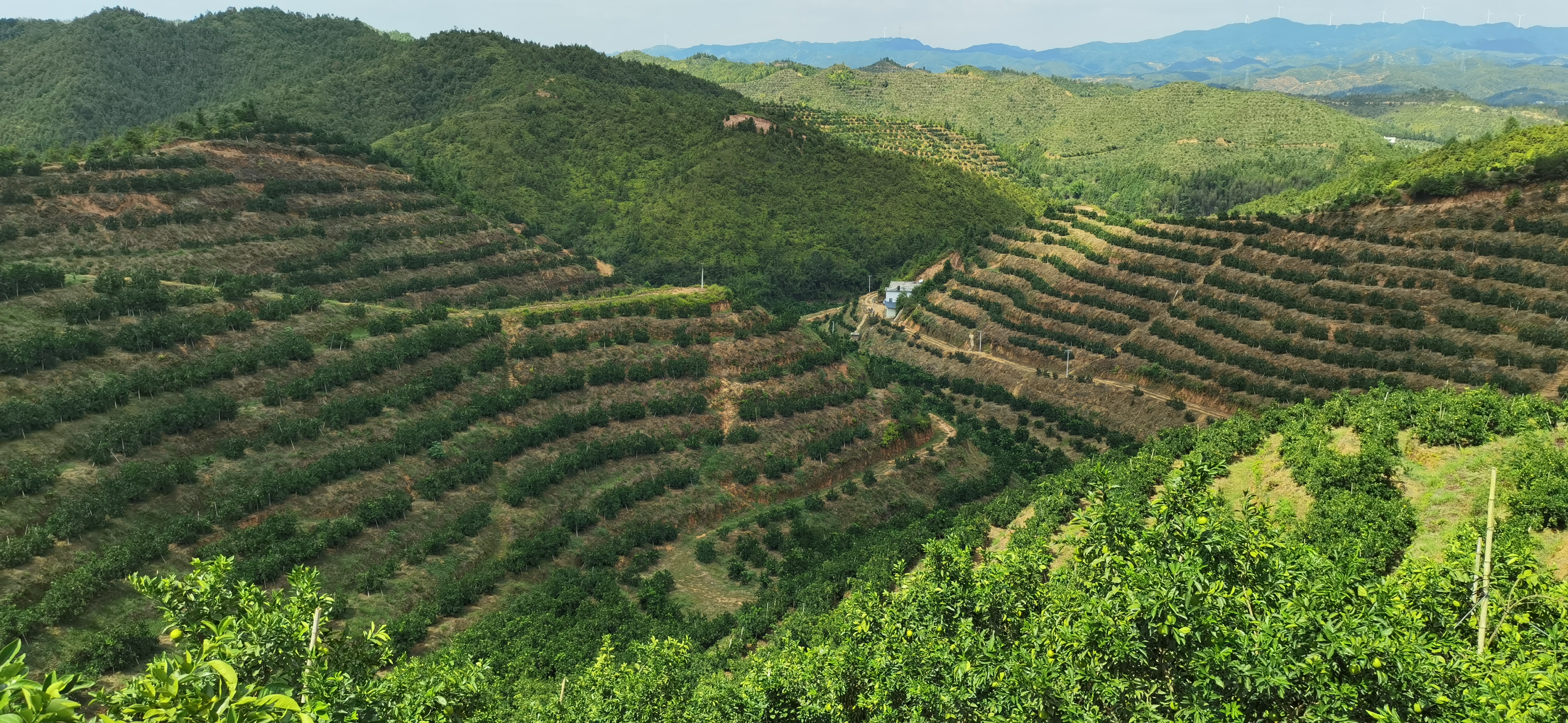 清晨时分,身着民族服饰的苗族妇女在贵州雷山县山坡葡萄园中手工采摘高山葡萄,竹篮盛满紫黑色果实,阳光透过树叶洒落,背景可见层层叠叠的山地梯田,展现传统农耕与现代生态农业融合场景 高山葡萄采摘场景
