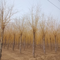 大量供应12-20公分金丝垂柳，移栽苗，易成活，树形好，