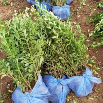 大量供应，高50-1米水腊，营养钵水腊，质量好，价格实惠