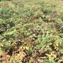 刺嫩芽苗，又叫乌龙头刺老芽苗子，实生苗，价格美丽