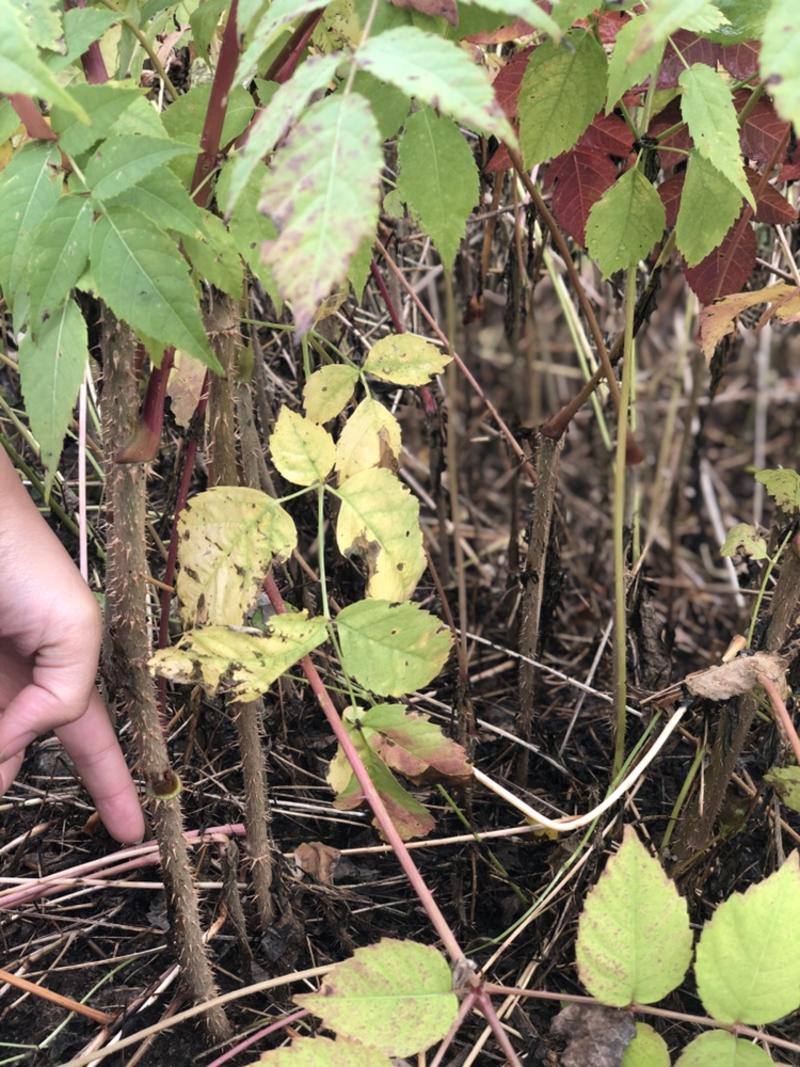 刺老芽苗批发图片