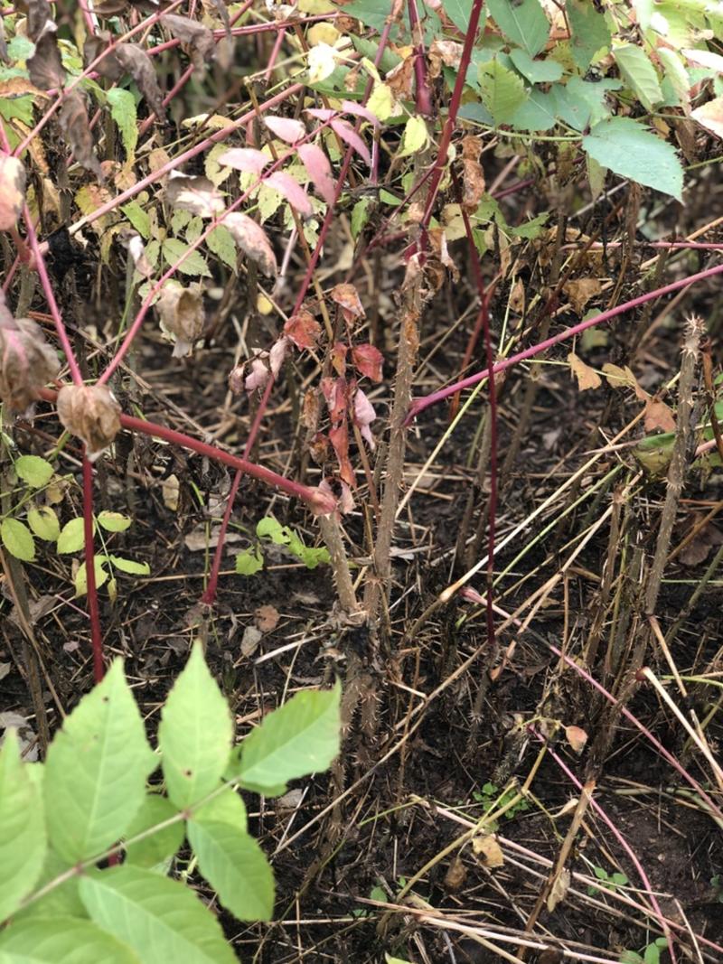 刺老芽苗批发图片