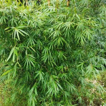 巨黄竹