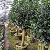黄樽金花茶原生嫁接树苗精品盆栽名贵珍稀大颗山茶花品种庭院