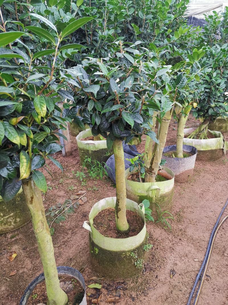 黄樽金花茶原生嫁接树苗精品盆栽名贵珍稀大颗山茶花品种庭院