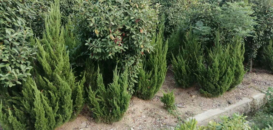 龙柏在庭院中的应用效果
