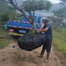 2米的造型油松，造型黑松，造型松，行道树，公园，小区用树