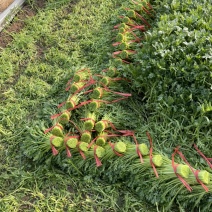 茼蒿菜