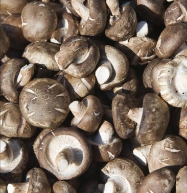 泌阳精品香菇个大饱满五斤起批