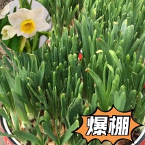 水仙花小盆栽冬季开花植物水培桌面花卉阳台绿植