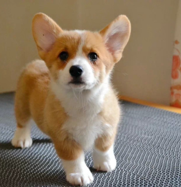 纯种柯基犬家养犬双色三色活体柯基幼犬