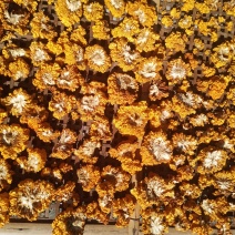 金木耳(纯干货)自家砍树种植的