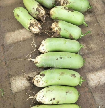 [萝卜批发]玉美人,791萝卜价格0.50元/斤 - 一亩田