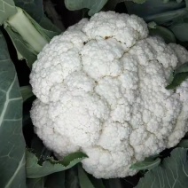 菜花苗有机花菜苗松花菜苗657580100天