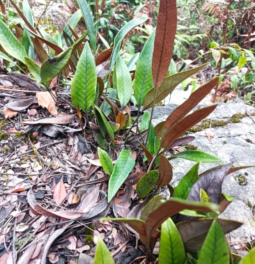 [石韦批发]石韦草价格20.00元/公斤 - 一亩田