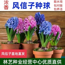 风信子种球水养土培冬季耐寒易活室内多年生花卉盆栽植物