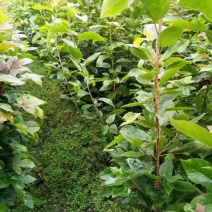 半枫荷苗半边枫半枫荷树苗半枫荷