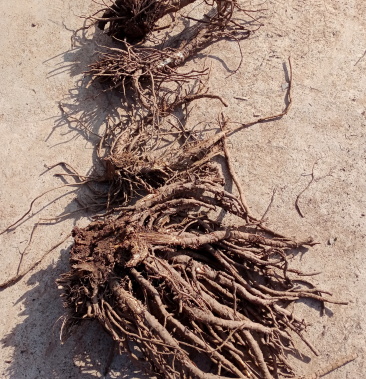 [羌活批发]羌活干货价格115.00元/斤 - 一亩田