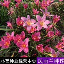 风雨兰种球盆栽花卉水培植物盆栽室内绿植四季好养花境工程