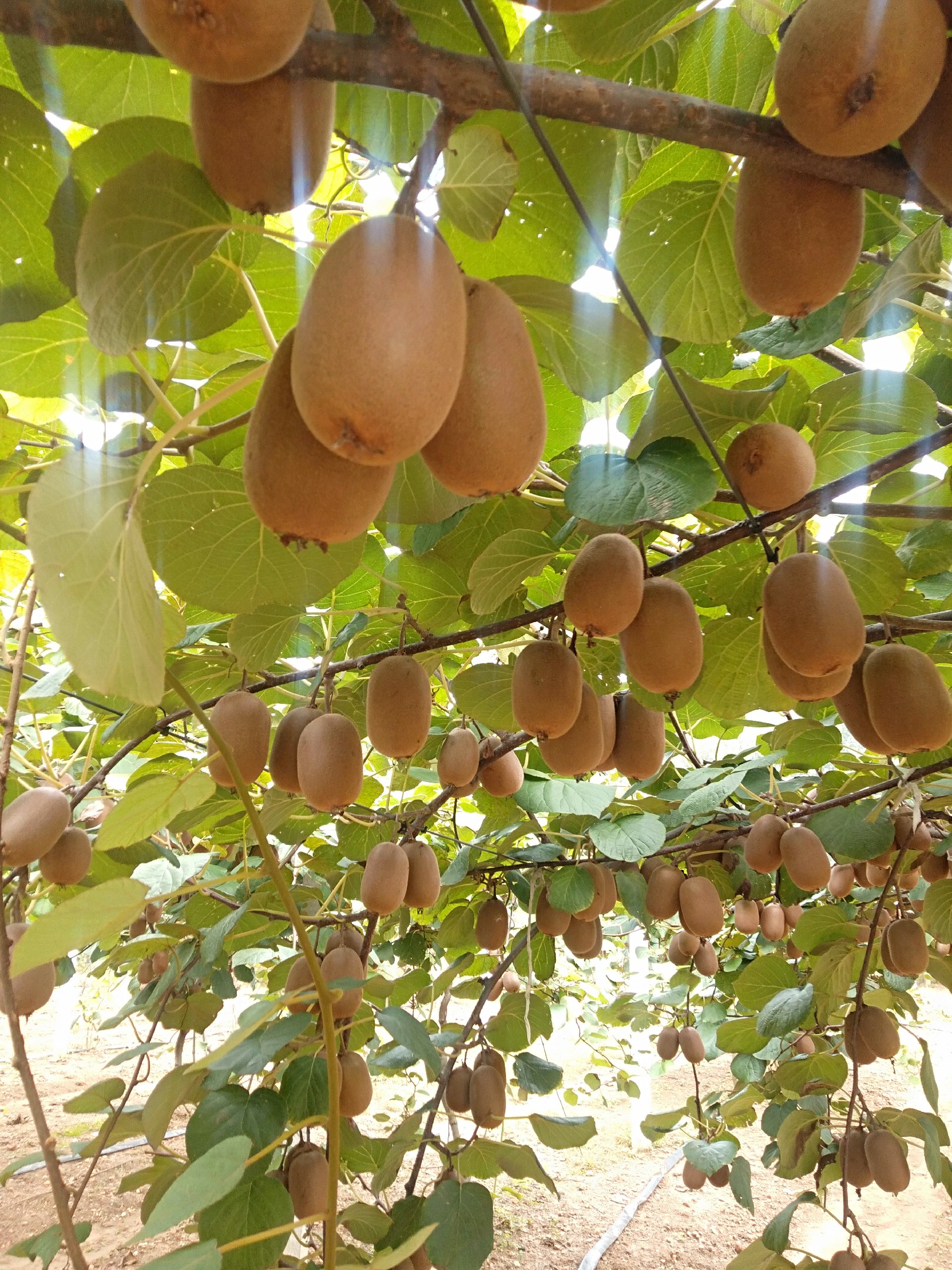 黄心黄金果猕猴桃