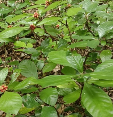 驳骨草,驳骨九节,小功劳.下单现采.