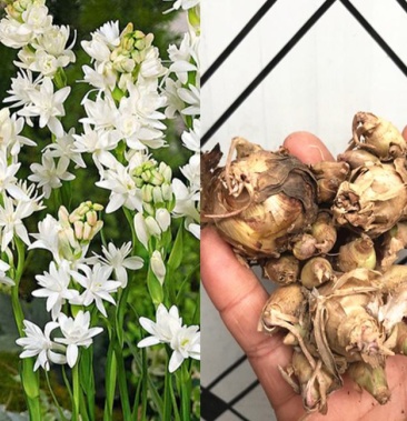 [夜来香批发]重瓣晚香玉种球夜来香种球浓香室外阳台盆栽花卉四季易种