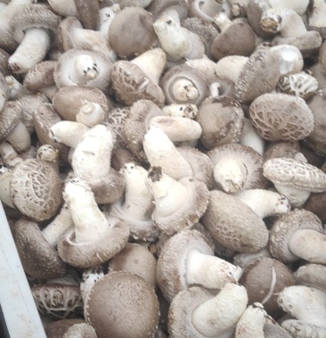 [白面菇批发]香菇种植价格6.50元/斤 - 一亩田