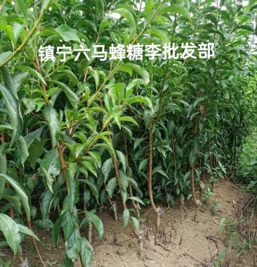 镇宁六马蜂糖李苗木批发六马蜂糖李树苗贵州蜂糖李苗木