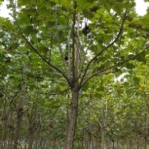 梓树，5公分梓树，6公分梓树价位，10公分梓树，梓树规格