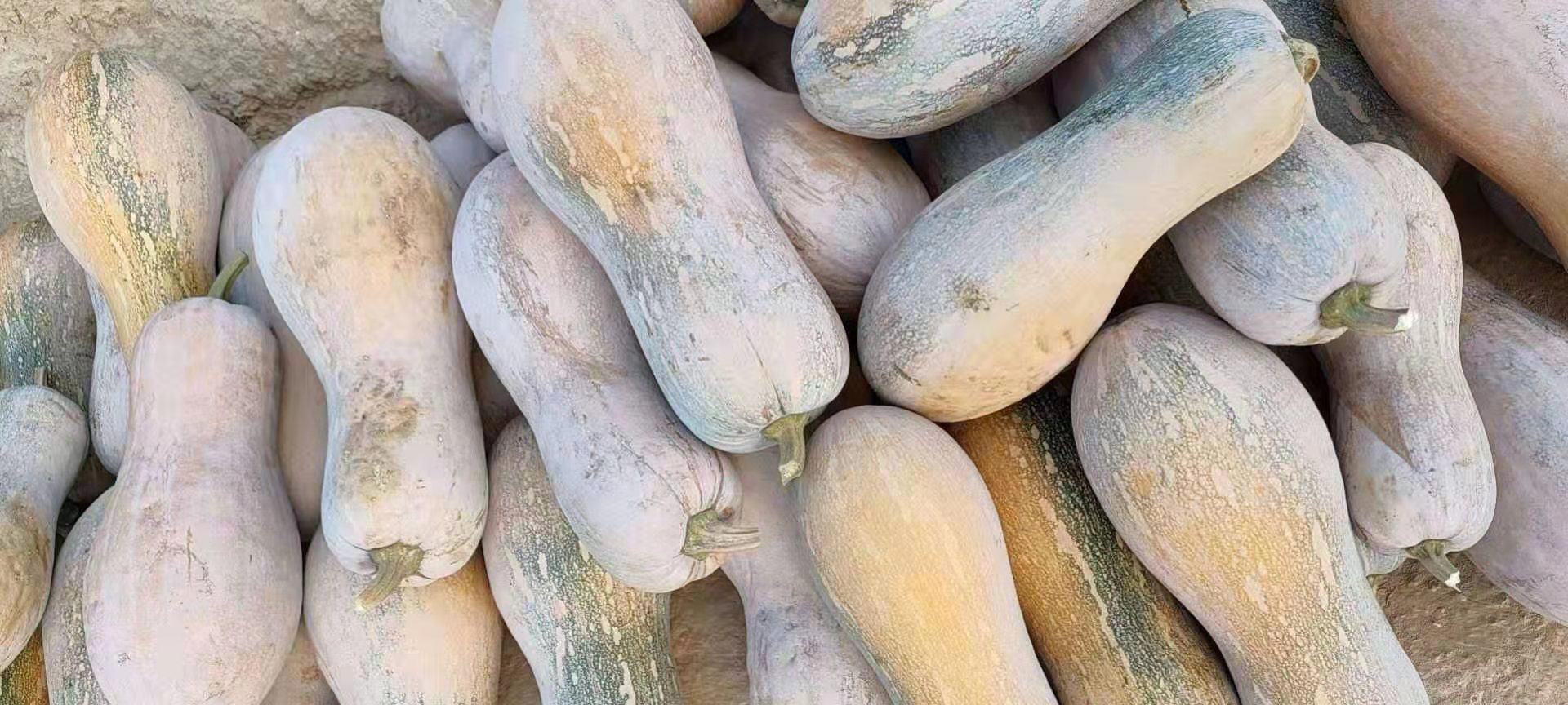 展示南瓜果实与南瓜颠在同一画面中的对比,突出南瓜全株的食用价值 南瓜颠与南瓜果实对比图