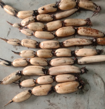 2021年江苏连云港红芽藕销售