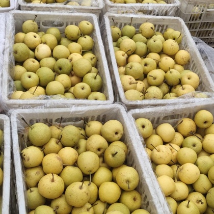 吉林延边汪清县香水梨产地行情