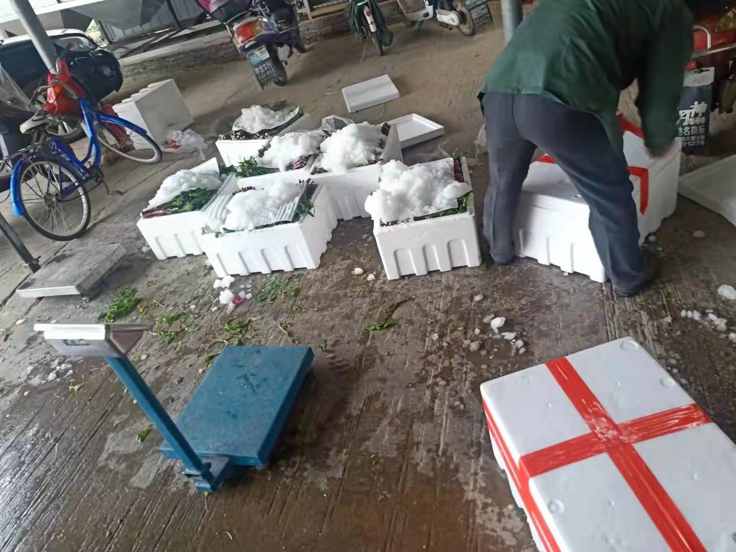 一个现代化农产品包装车间内,工作人员正在将清洗后的红菜苔分拣装盒,透明礼盒中整齐码放着紫红色的菜苔,标签上印有‘洪山红菜苔’字样,背景为冷藏货架和物流箱,体现标准化、品牌化的农产品供应链流程 红菜苔包装与销售场景