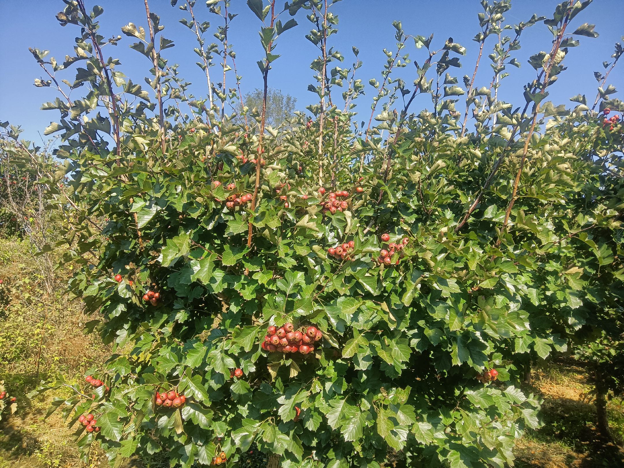 荷叶与山楂的原材料展示