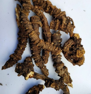 羌活 野生蚕羌川羌裂叶羌活竹节羌包邮 无提