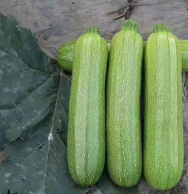 [西葫芦批发]西葫芦 小瓜 三叶瓜 云南元谋 高原西葫芦价格1.